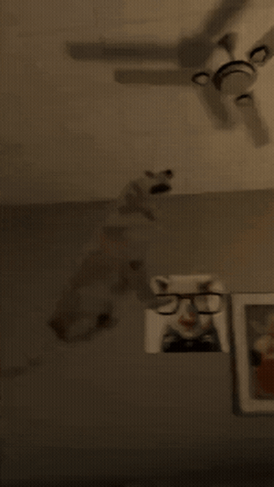 Black Cat Hanging From Ceiling Fan GIF