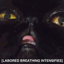Black Cat Heavy Breathing Intensifies GIF