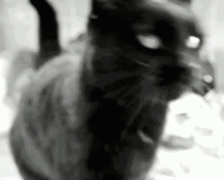 Black Cat Hi Paw GIF