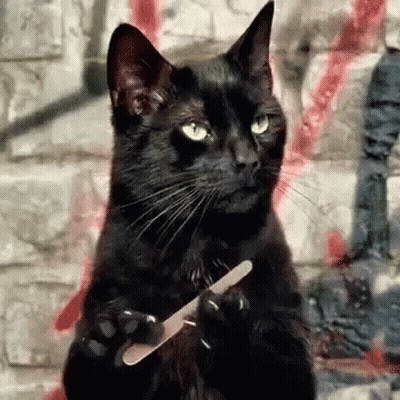 Black Cat Holding Nail File GIF