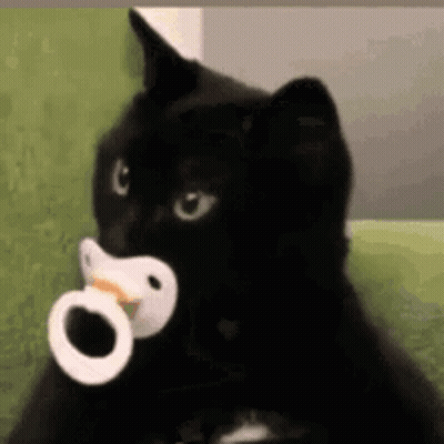 Black Cat Holding Pacifier GIF