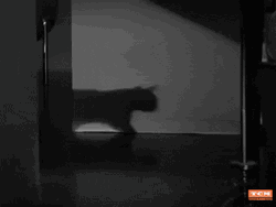 Black Cat Horror Movie GIF