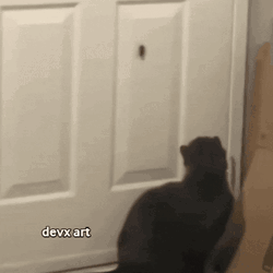 Black Cat Hunting Roaches GIF