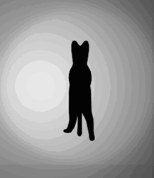 Black Cat Illusion GIF