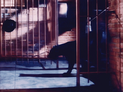 Black Cat In Cage Thriller Glitter GIF