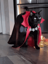 Black Cat In Costume GIF