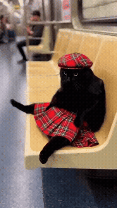 Black Cat In Plaid Skirt And Hat GIF