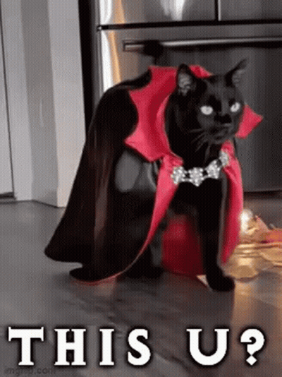 Black Cat In Red Cape And Necklace On Bucket GIF