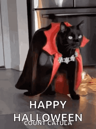 Black Cat In Red Cape And Necklace Sitting On Pumpkin GIF