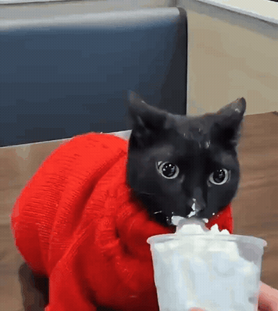 Black Cat In Red Sweater Eating Whipped Cream GIF