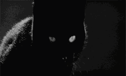Black Cat In The Dark GIF