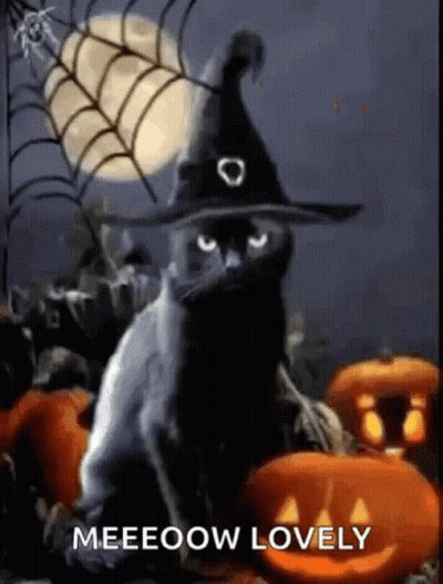 Black Cat In Witch Hat Surrounded By Pumpkins Saying Meeeow Lovely GIF