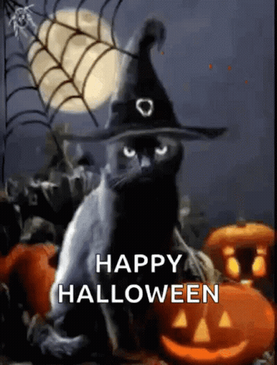 Black Cat In Witch Hat With Pumpkins And Spider Web GIF