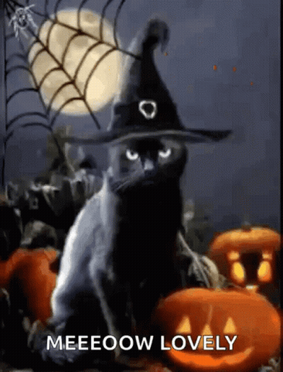 Black Cat In Witch Hat With Pumpkins And Spider Web GIF