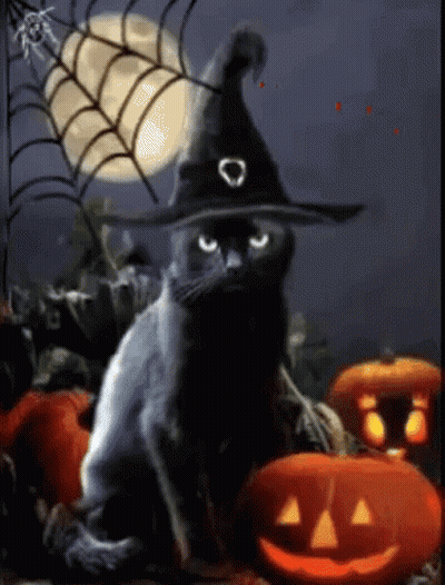 Black Cat In Witch Hat With Pumpkins And Spiders GIF
