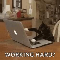 Black Cat Is Working Hard GIF