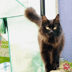 Black Cat Kiki Walking GIF