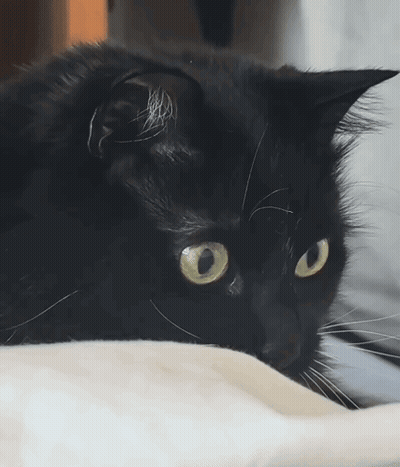 Black Cat Laying GIF
