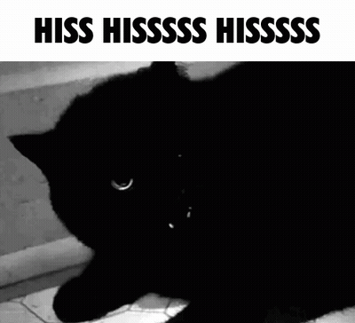 Black Cat Laying Down Mouth Open Hiss Hissss Hissss GIF