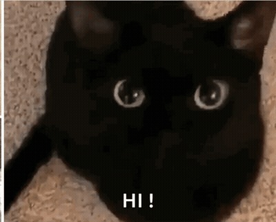 Black Cat Laying Down Saying Hi GIF