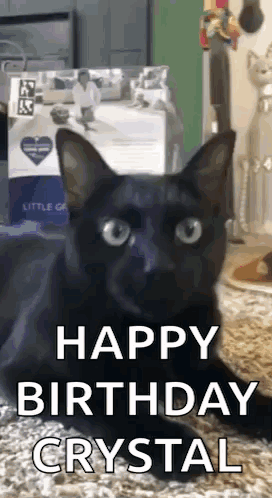 Black Cat Laying In Front Of Cat Food Box GIF
