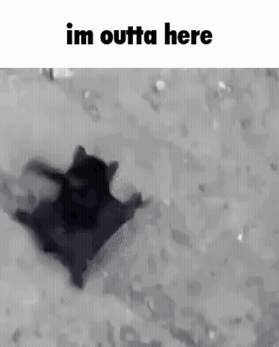 Black Cat Laying In Snow Saying Im Outta Here GIF