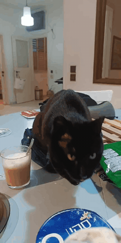 Black Cat Laying Next To Coffee And Yogurt GIF