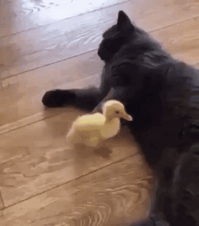 Black Cat Laying Next To Yellow Duck GIF