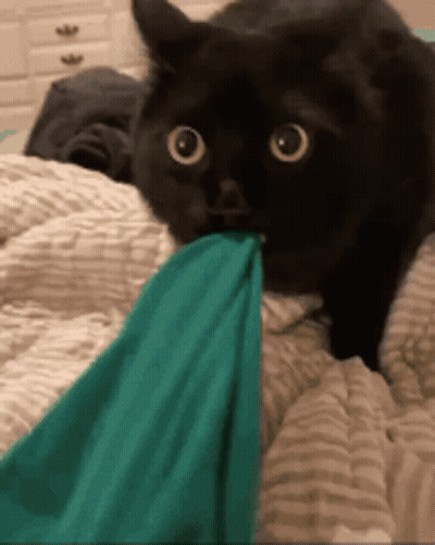 Black Cat Laying On Bed Chewing Green Cloth GIF