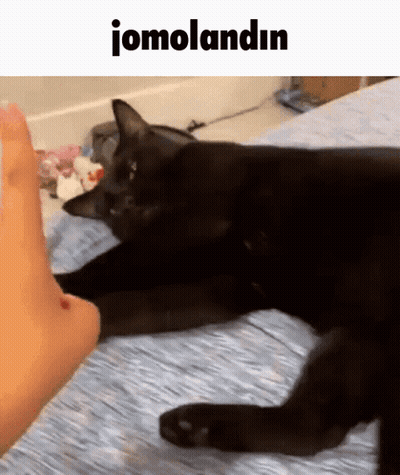 Black Cat Laying On Bed Next To Foot With Jomolandin Above GIF