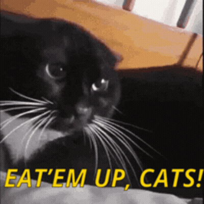 Black Cat Laying On Bed Saying Eat Em Up Cats GIF