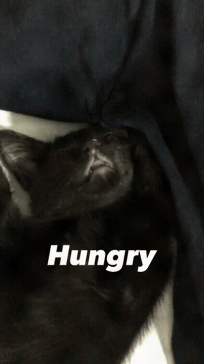 Black Cat Laying On Bed Saying Hungry GIF