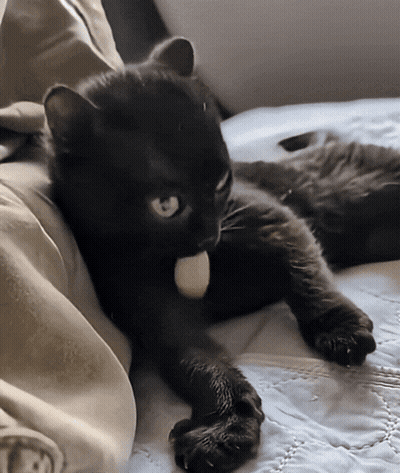 Black Cat Laying On Bed With White Ball In Mouth GIF