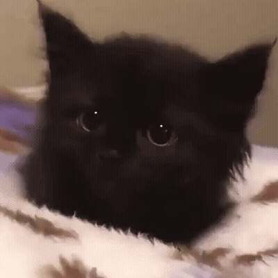 Black Cat Laying On Bed GIF
