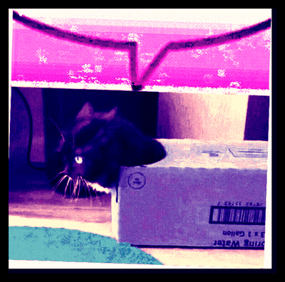 Black Cat Laying On Box Saying Drink Water GIF