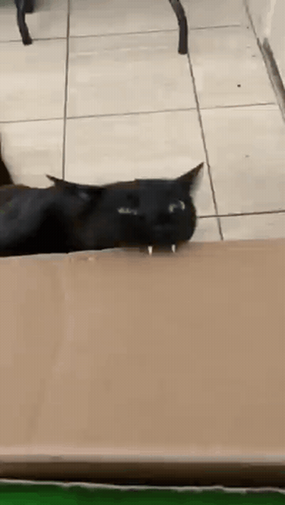 Black Cat Laying On Cardboard Box GIF