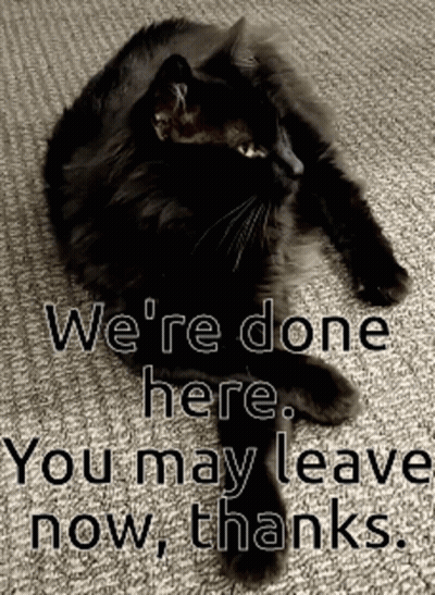 Black Cat Laying On Carpet Saying We're Done Here You May Leave Now Thanks GIF