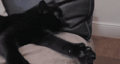 Black Cat Laying On Couch With Paws Crossed GIF