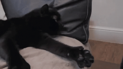 Black Cat Laying On Couch With Paws Extended GIF