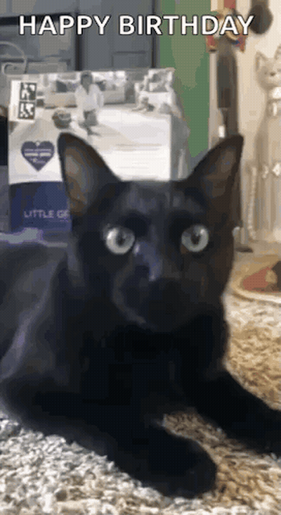Black Cat Laying On Floor Saying Happy Birthday GIF