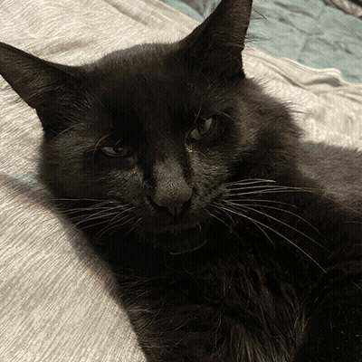 Black Cat Laying On Gray Blanket GIF