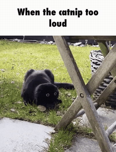 Black Cat Laying On Its Back In Grass GIF
