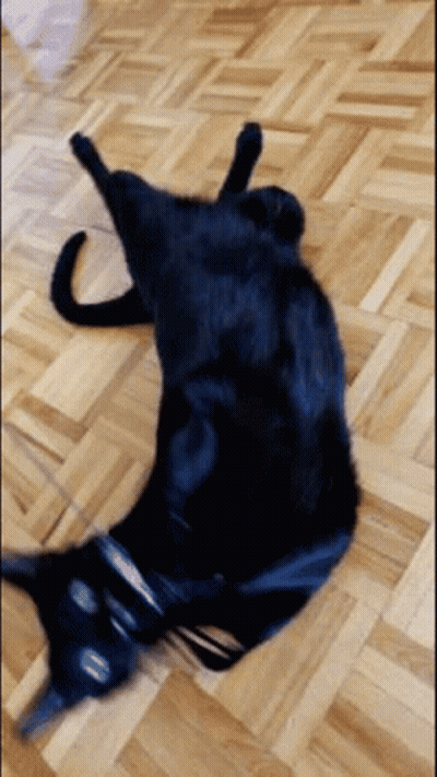 Black Cat Laying On Its Back GIF
