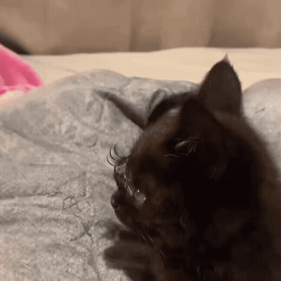 Black Cat Laying On Pink Blanket GIF