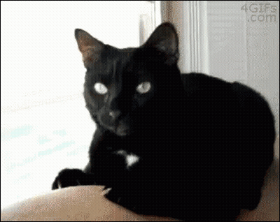 Black Cat Laying on Shoulder Looking at Camera