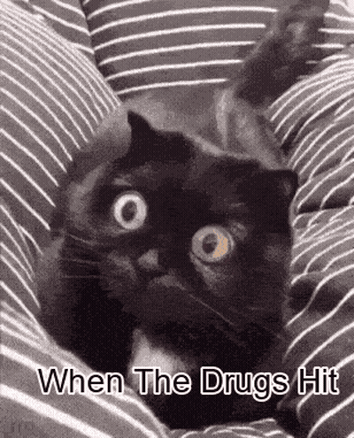 Black Cat Laying On Striped Pillow Saying When The Drugs Hit GIF
