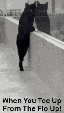 Black Cat Leaning Against Wall Saying When You Toe Up From The Flo Up GIF