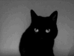 Black Cat Lick GIF