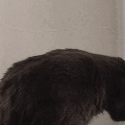 Black Cat Lick Sticking Tongue Out GIF