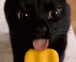Black Cat Licking Ice Cream  GIF